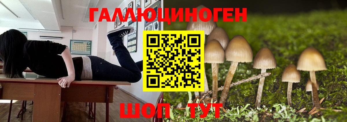 Красногорск  Галлюциногенные грибы прущие грибы  Вход с VPN 