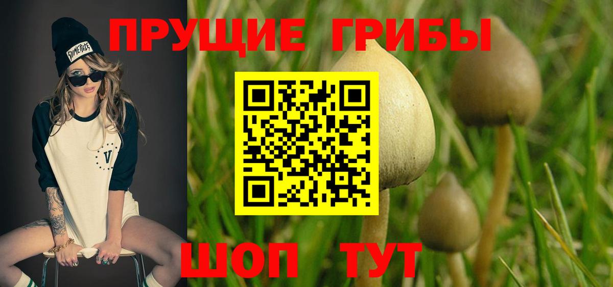 Псилоцибиновые грибы Psilocybe Красногорск
